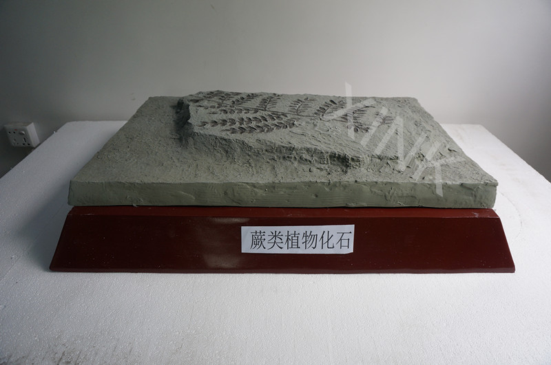 蕨类植物化石