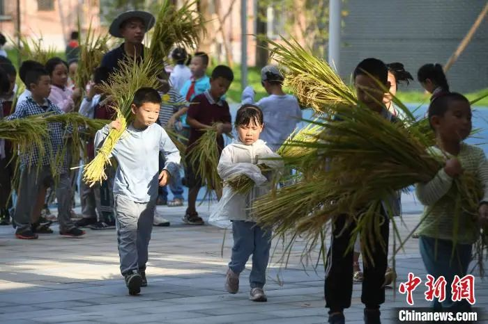 资料图：小学生们体验收割水稻。陈超 摄